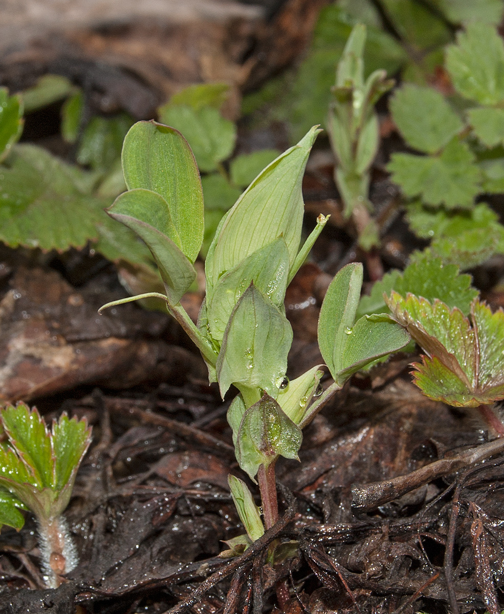 Изображение особи род Lathyrus.