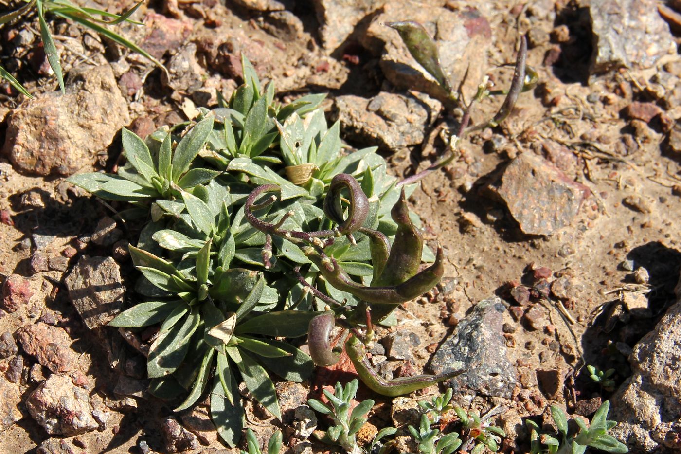 Image of Parrya saxifraga specimen.