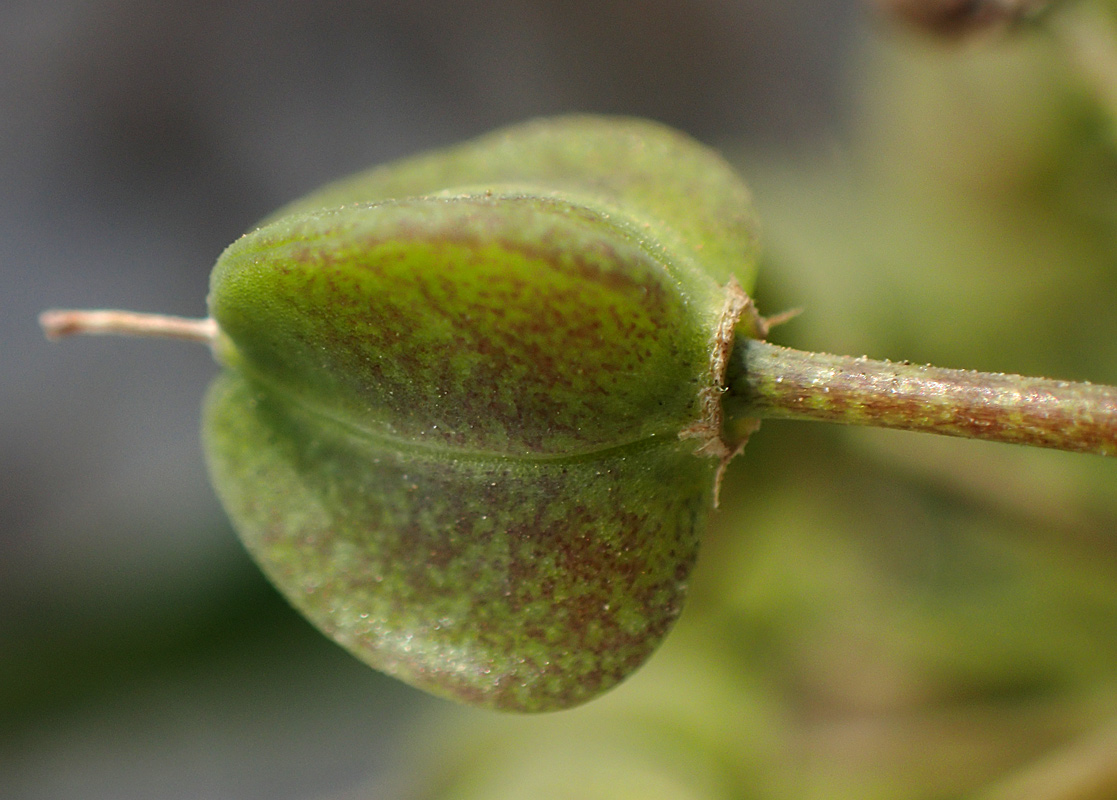 Image of Leopoldia comosa specimen.