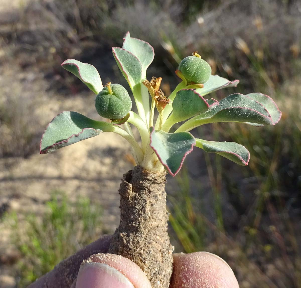 Image of Euphorbia tuberosa specimen.