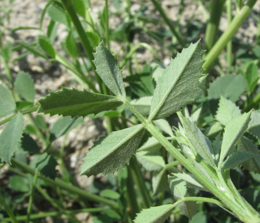 Image of genus Melilotus specimen.