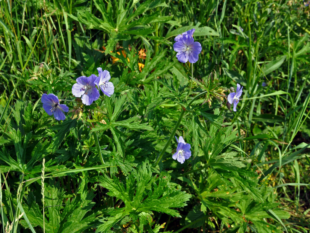 Изображение особи Geranium pratense.