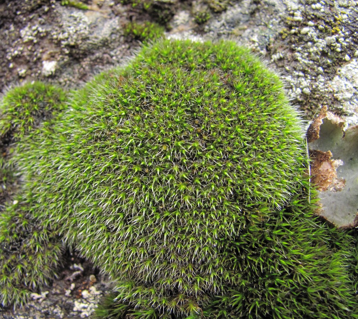 Image of class Bryopsida specimen.