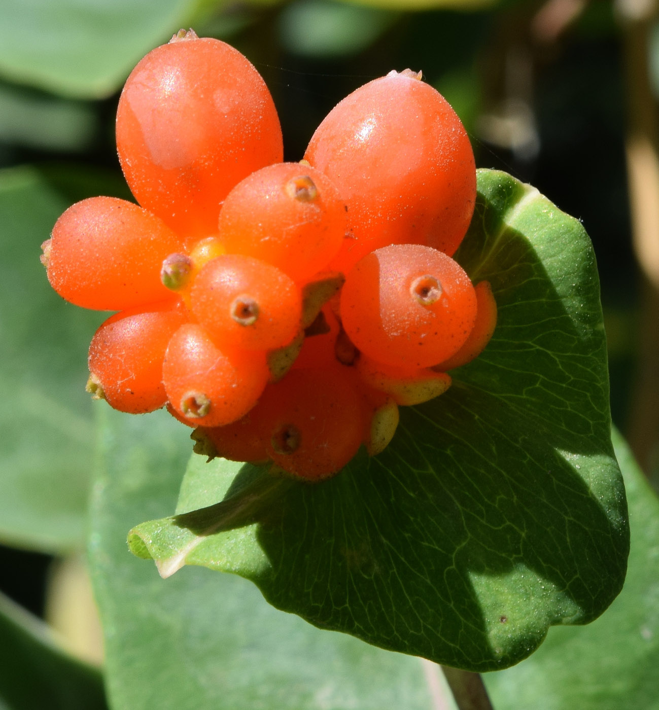 Image of Lonicera caprifolium specimen.