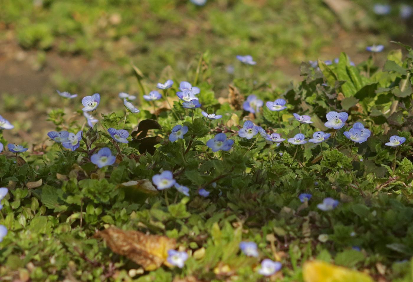 Image of Veronica filiformis specimen.