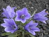 Campanula lasiocarpa. Цветки. Камчатский край, Елизовский район, проектируемый памятник природы \"Дачные термальные источники\", горная тундра на щебнистом склоне, выше действующих парогидротерм на выс. 600 м н.у.м. 26.07.2009.