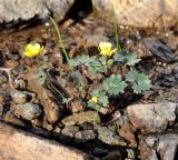 Ranunculus cadmicus subspecies cyprius. Цветущее растение. Республика Кипр, Троодос (Τρόοδος), 1870 м н.у.м., каменистый берег ручья, край снежника. 13.04.2019.