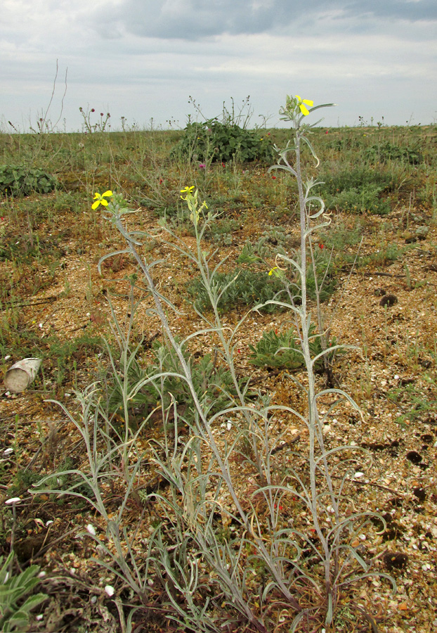 Image of Erysimum canescens specimen.