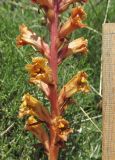 Orobanche alba подвид xanthostigma. Часть соцветия. Дагестан, Левашинский р-н, окр. с. Цудахар, каменистый склон. 10 июня 2019 г.