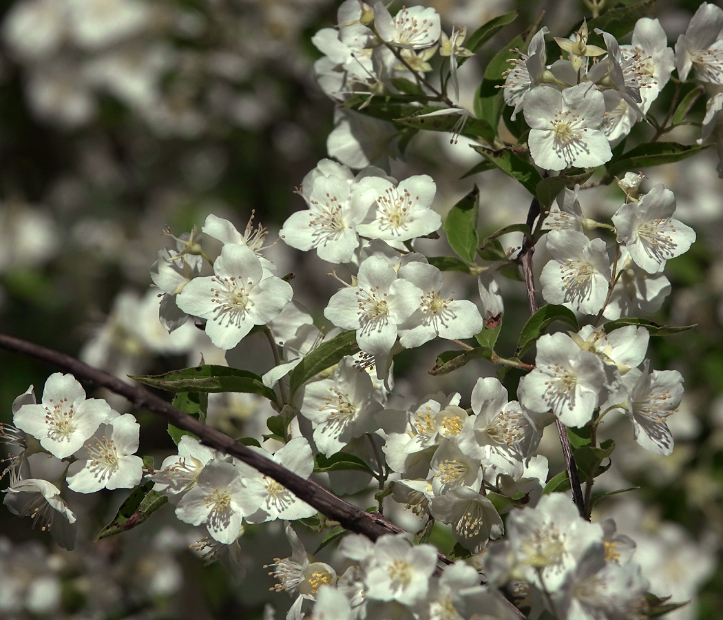 Image of genus Philadelphus specimen.