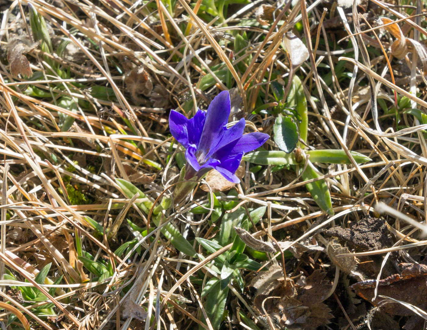 Image of Gentiana dshimilensis specimen.