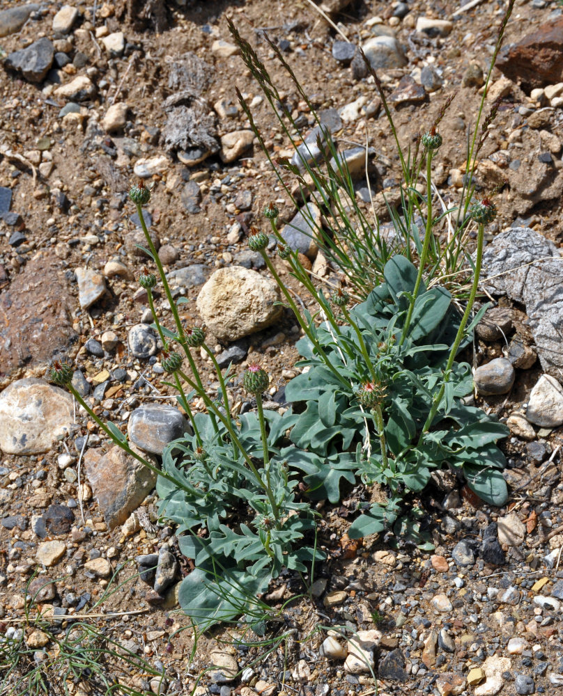 Image of Klasea marginata specimen.