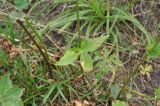 Astrantia maxima