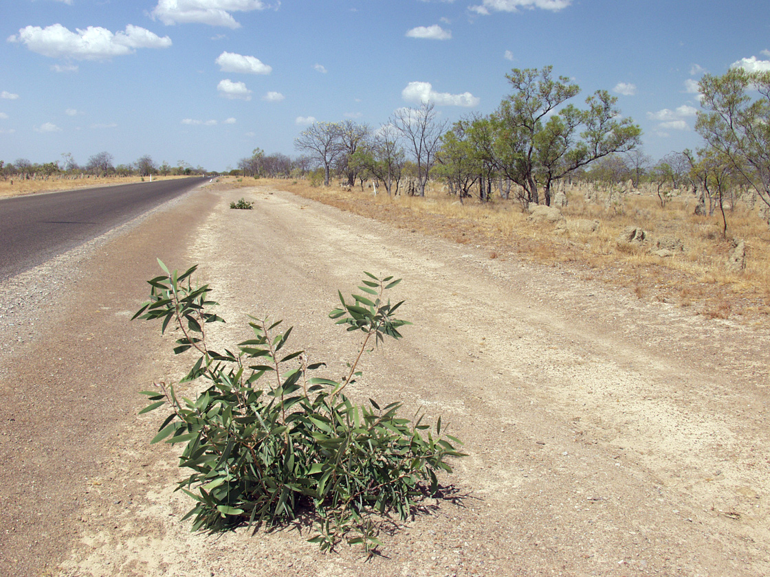 Image of genus Acacia specimen.