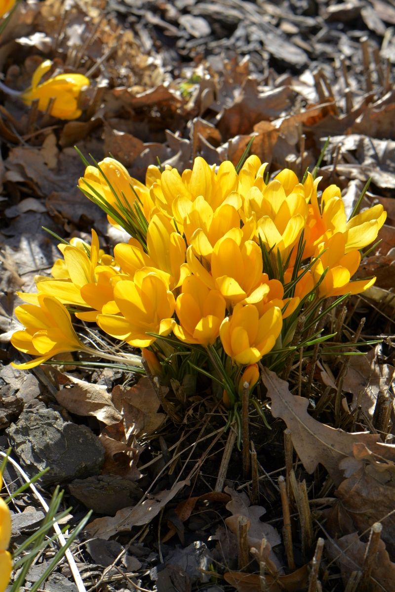 Изображение особи Crocus flavus.