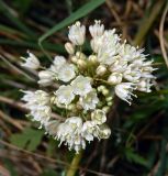 Allium subspecies coppoleri