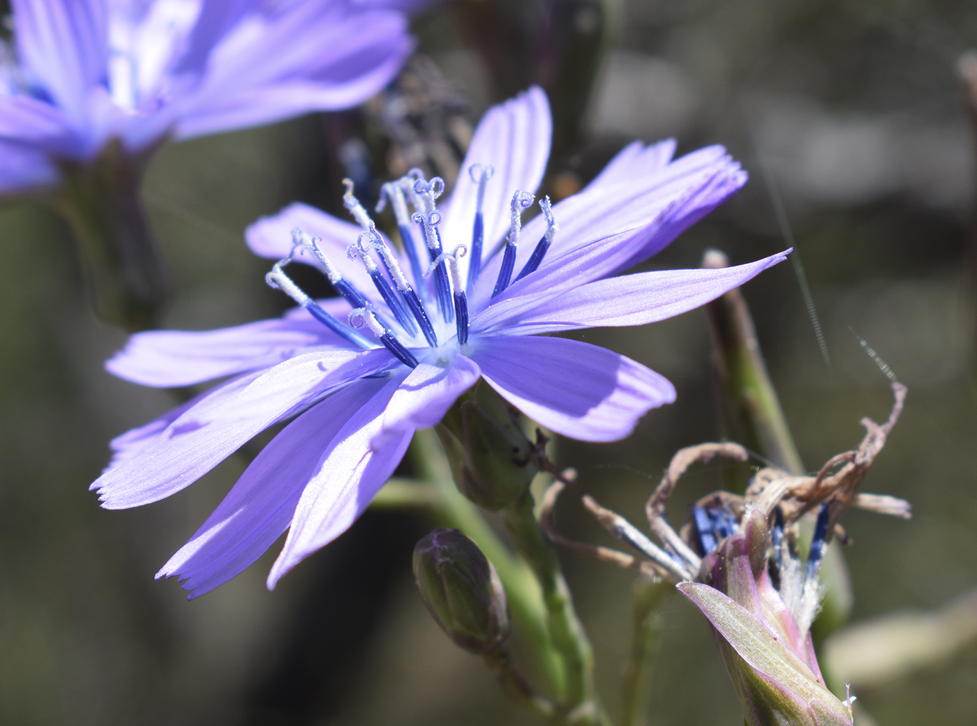 Image of Lactuca perennis specimen.