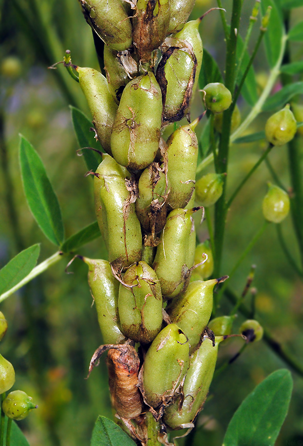 Изображение особи Astragalus uliginosus.