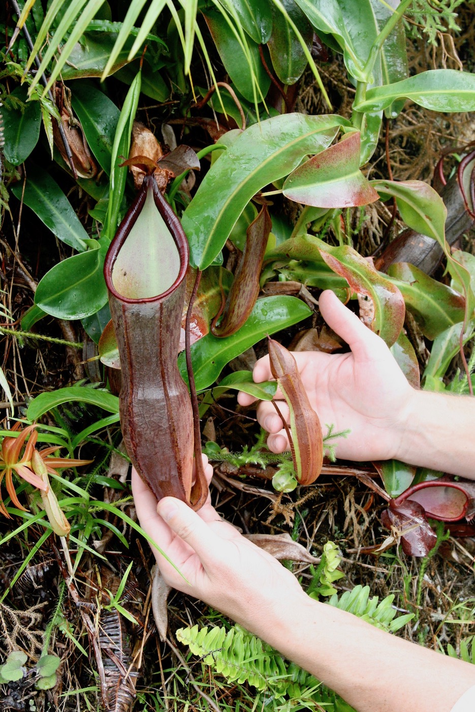 Image of Nepenthes ramispina specimen.