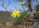 род Tragopogon