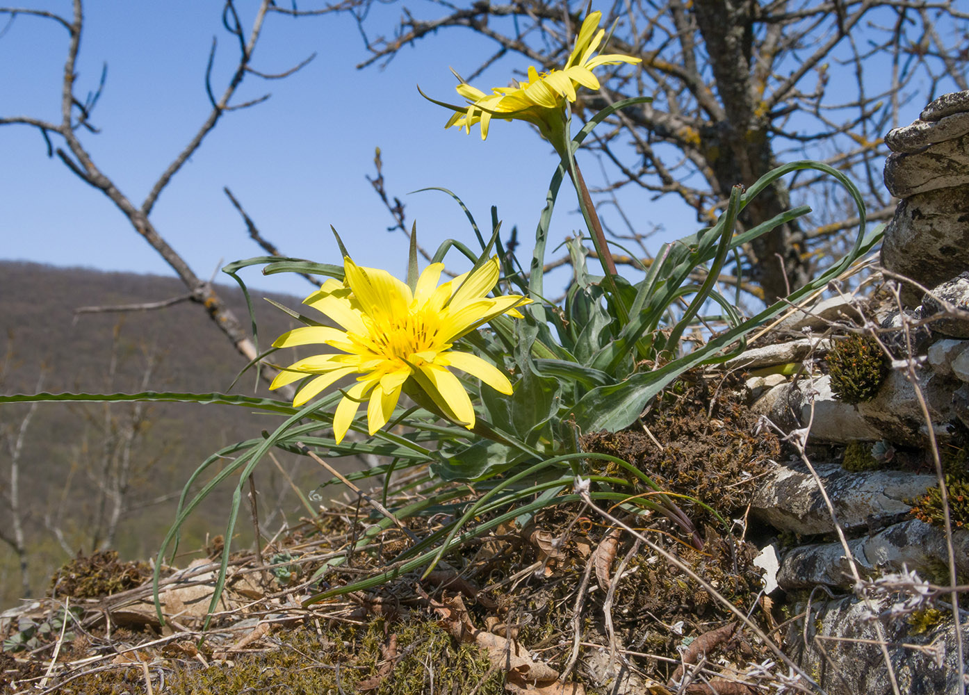 Изображение особи род Tragopogon.