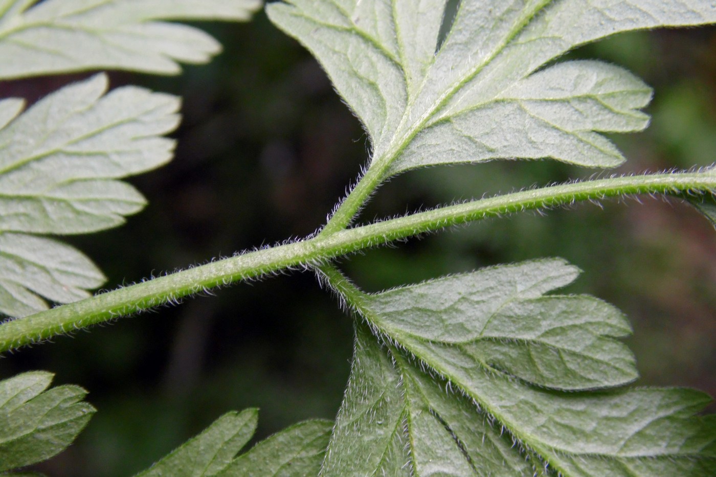 Image of Chaerophyllum temulum specimen.