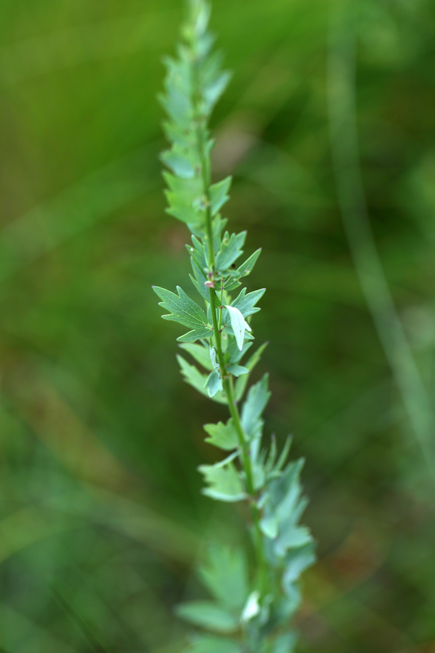 Image of Thalictrum simplex specimen.