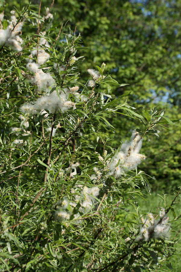 Изображение особи Salix viminalis.