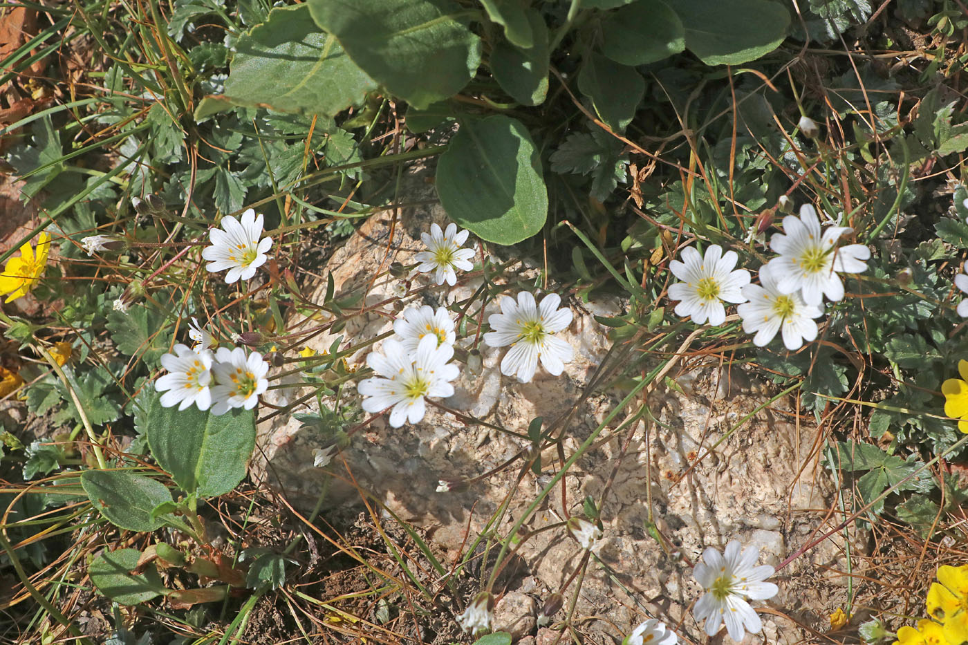 Image of Dichodon cerastoides specimen.