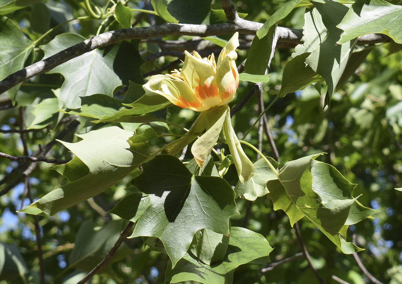 Изображение особи Liriodendron tulipifera.