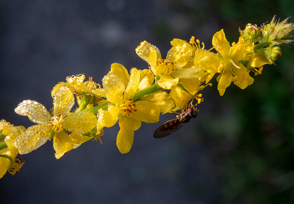 Изображение особи Agrimonia eupatoria.