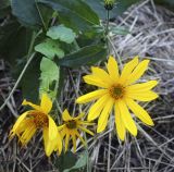 Helianthus tuberosus. Соцветия. Санкт-Петербург, Ботанический сад БИН РАН, свалка растительных отходов. 11.09.2020.