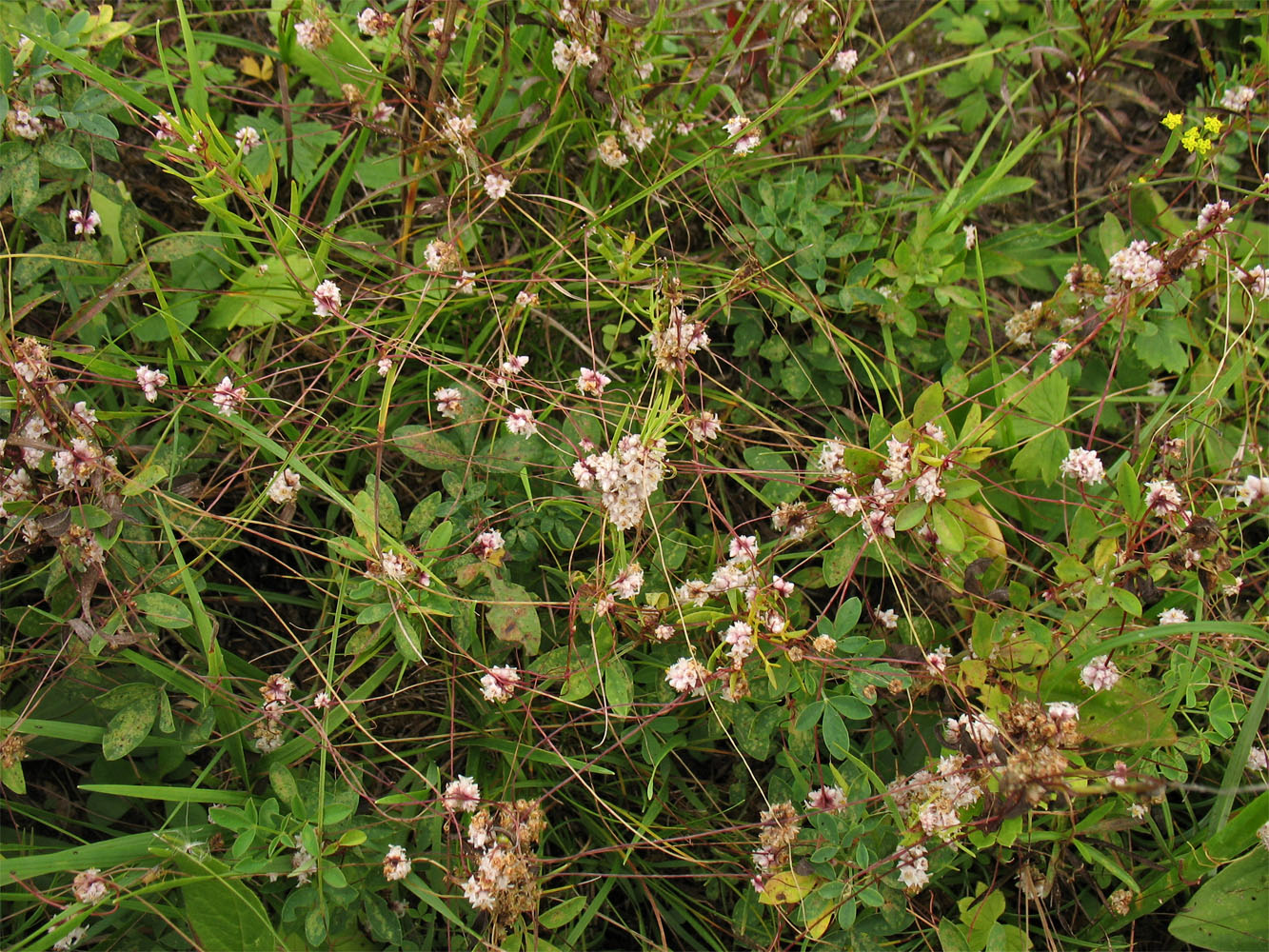 Изображение особи Cuscuta epithymum.