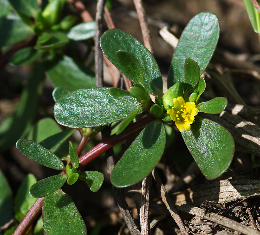 Image of Portulaca oleracea specimen.