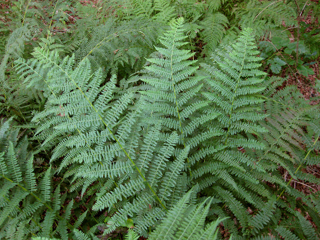 Image of Athyrium filix-femina specimen.