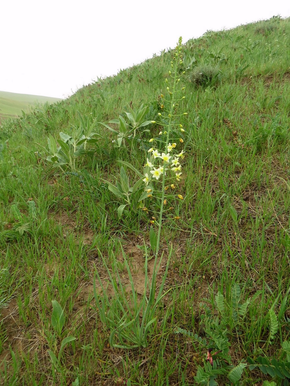 Изображение особи Eremurus suworowii.