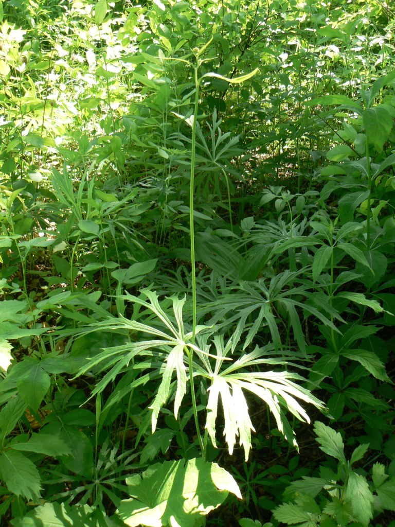 Image of Syneilesis aconitifolia specimen.