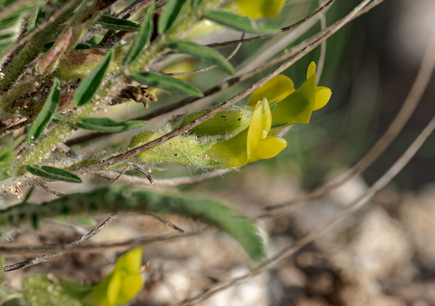 Image of genus Astragalus specimen.