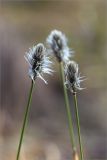 Eriophorum vaginatum