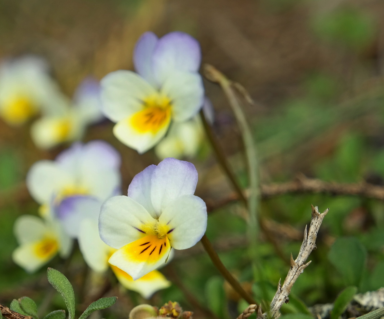 Image of genus Viola specimen.