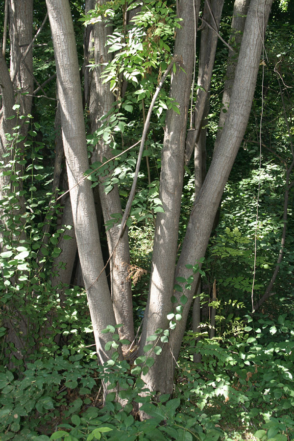 Image of Koelreuteria integrifoliola specimen.