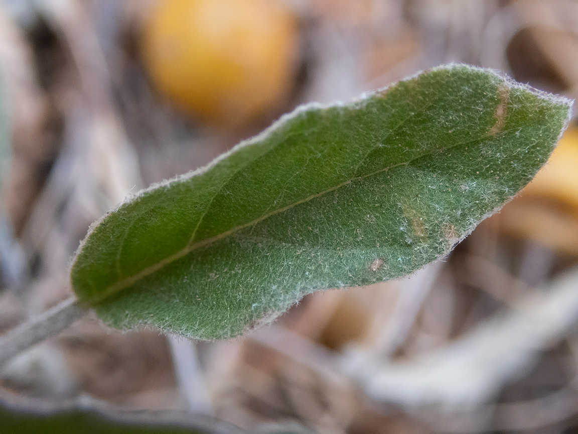 Изображение особи Solanum elaeagnifolium.