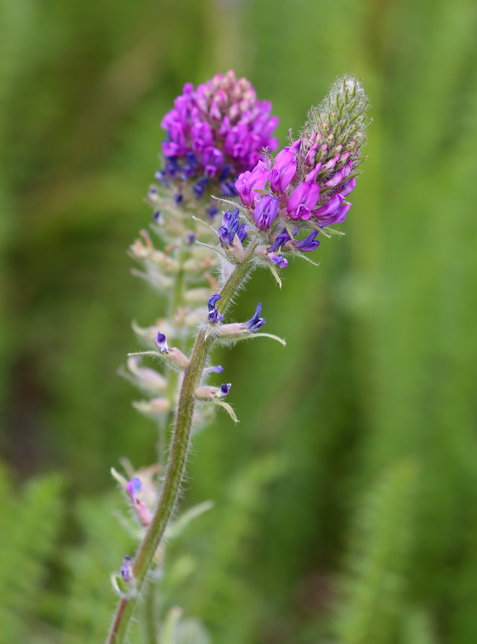 Изображение особи Oxytropis campanulata.