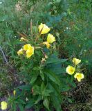 Oenothera glazioviana