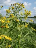 Senecio paludosus