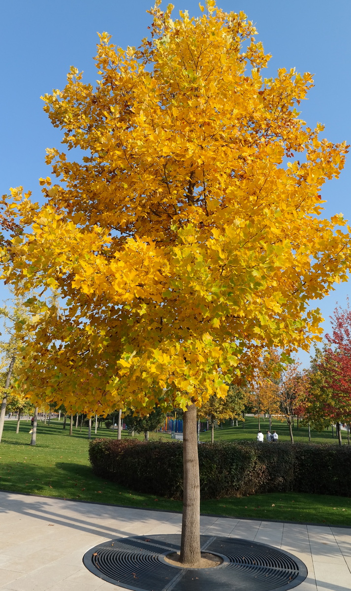 Изображение особи Liriodendron tulipifera.