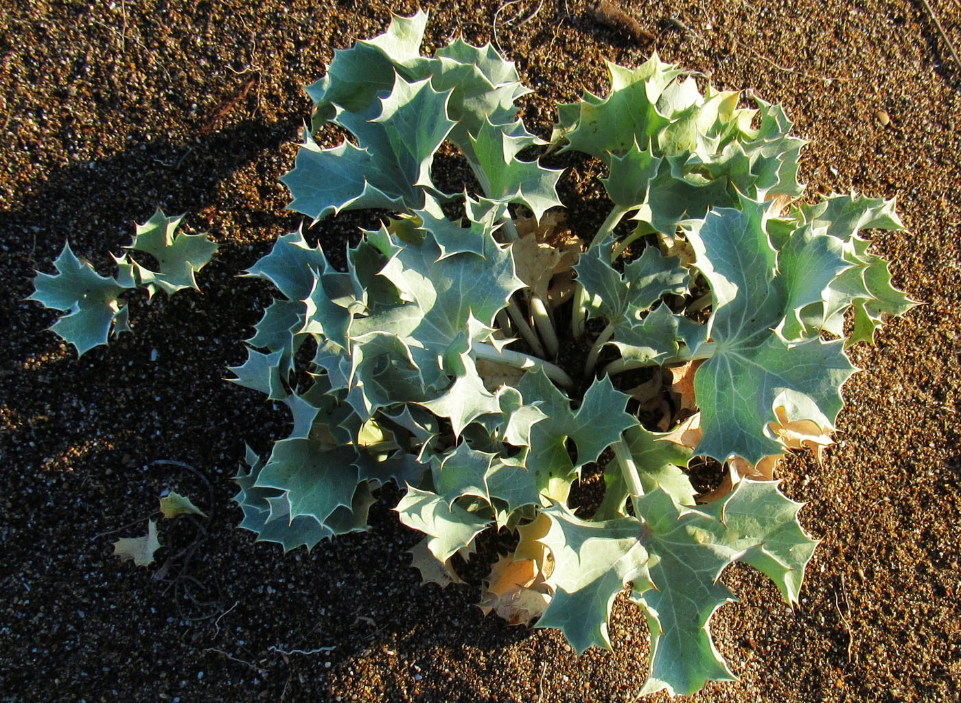 Image of Eryngium maritimum specimen.