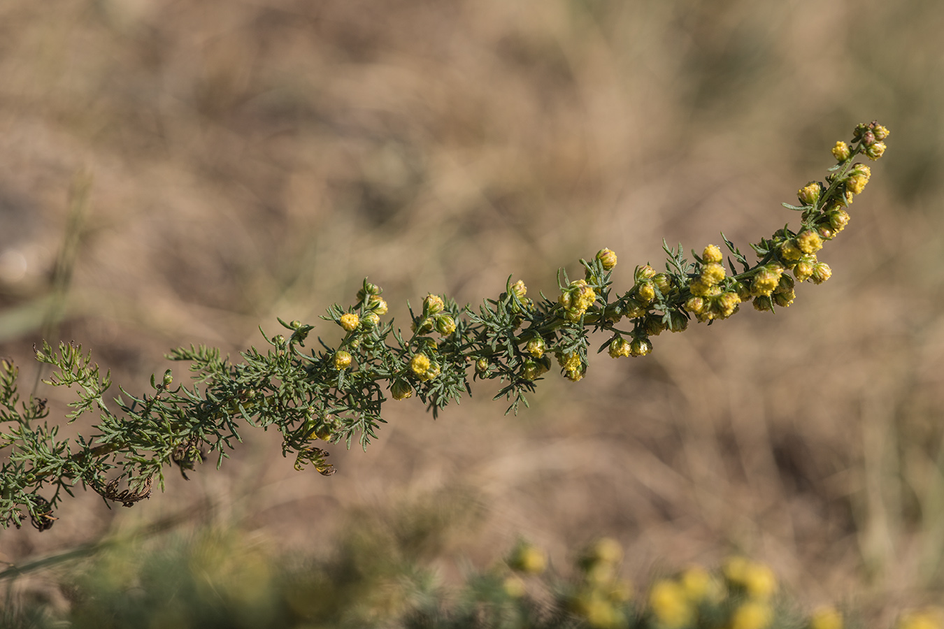 Image of genus Artemisia specimen.