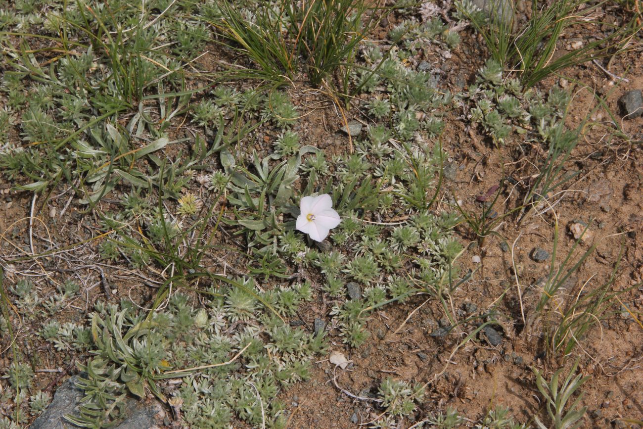 Image of Convolvulus ammannii specimen.