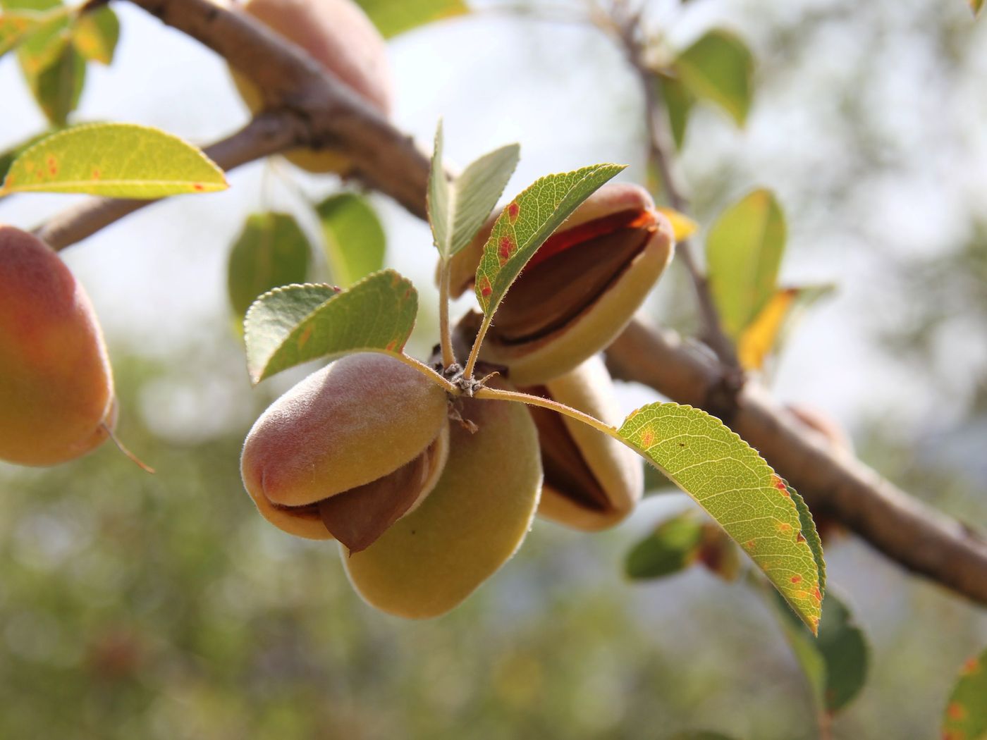 Изображение особи Amygdalus bucharica.